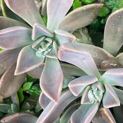 Nein, es sind keine Diamanten, es sind Wassertropfen!