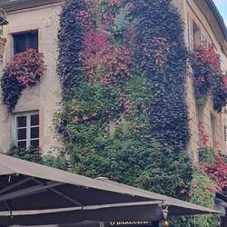 Ein Haus voller Blüten