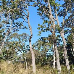 Garry Oak - lots of these around Victoria
