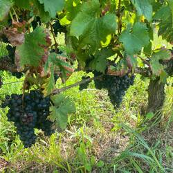 Vineyards everywhere heavy with grapes