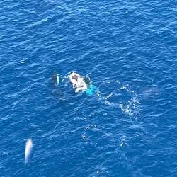 Whales from the helicopter