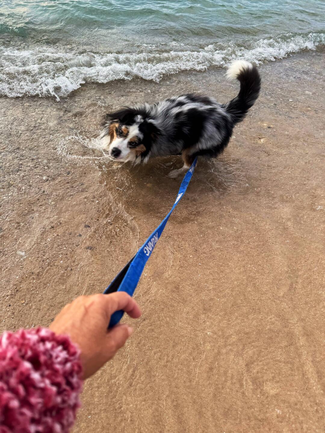Going to have to bring a longer leash. He gets all revved up by the water... and the sand
