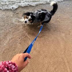 Going to have to bring a longer leash. He gets all revved up by the water... and the sand