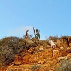 Qui le caprette d'estate vanno al mare 🌊