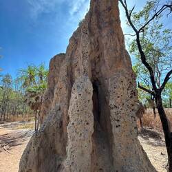 Die gröste Termitehügel in Australie.