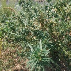 Hier wächst die Rauchware am Straßenrand🧐