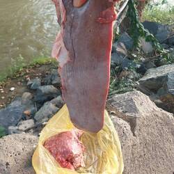 Lecker Rinderzunge für Mr. Tott👅