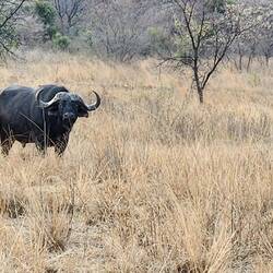 Cape Buffalo