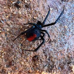Eine Redback-Spider