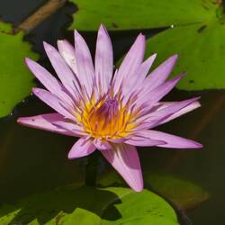 Seerose