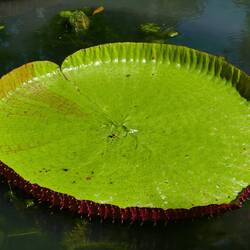 Seerose Victoria Regia