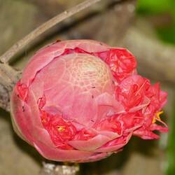 Rose de Venezuela