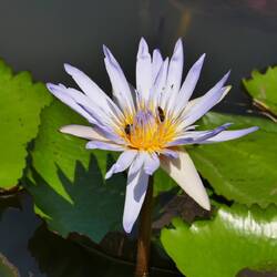 Seerose