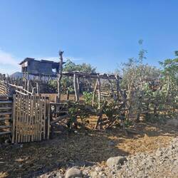 These are cattle yards, was about 40 cows and aves in them, the men go and hand pick grass to feed