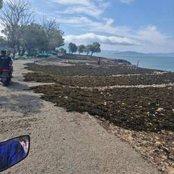 Big on seaweed here for all that lipstick I wear 😬 its used for cosmetics