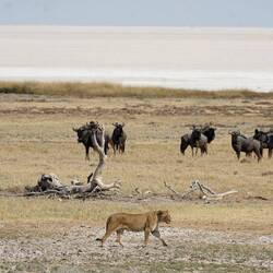 hend Gnus gad chli angst überchu