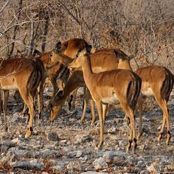 Schwarzferäimpala