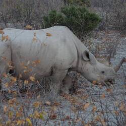 Spitzmulnashorn