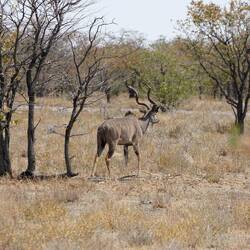 Grosser Kudu