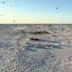 Birds on Bedwell Is