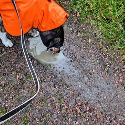 Wie gut das es regnet und Gustav so viel von seinem Lieblingsgetränk findet.