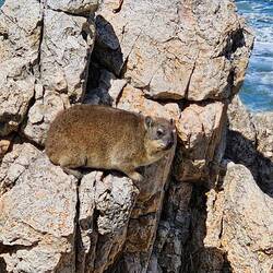 Dassies at Gierings Point Hermanus... The whales have stiff competition 🤣