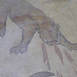 Injured lion