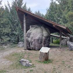 World's Second Largest Burl = Wurzelstock einer 78 m hohen Fichte