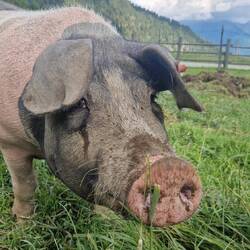 Erstmal Tiere gucken. Rudi du bist keine Steckdose