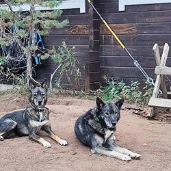 Juno und Kano
