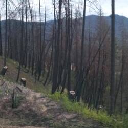 Die Folgen der großen Waldbrände