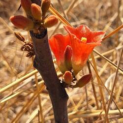 Wunder der Natur🥰