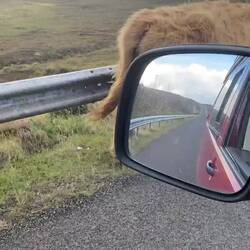 Ja Moin 😄 Kühe, Schafe, Ziegen... hier laufen alle frei rum