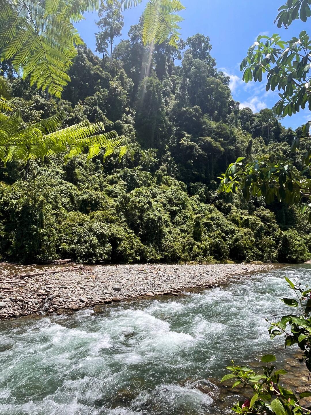 Der Blick über den Fluss auf den riesigen tropischen Regenwald war einfach magisch