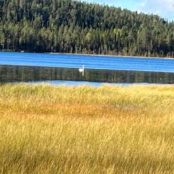 Der einsame Schwan🦢🦢