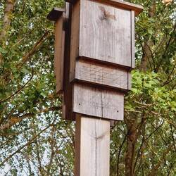 Fledermaus Nistkasten