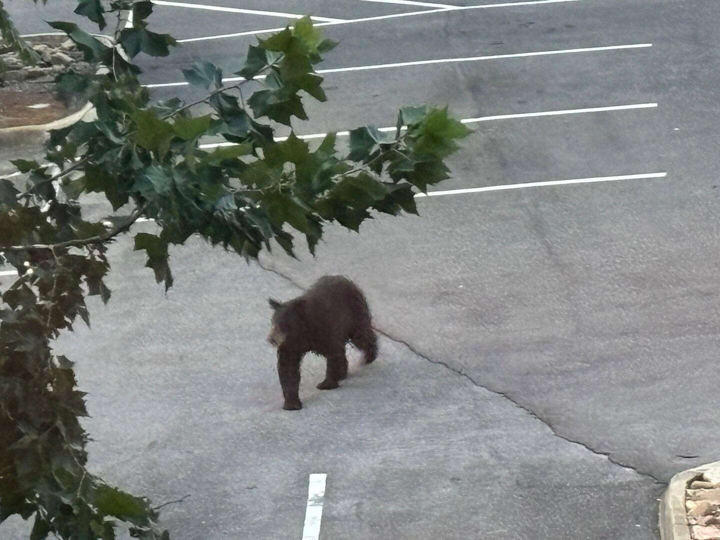 Der Bär zu Besuch
