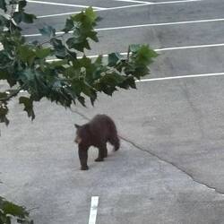 Der Bär zu Besuch