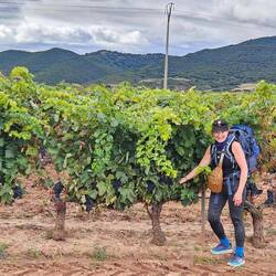 Walking through wine region