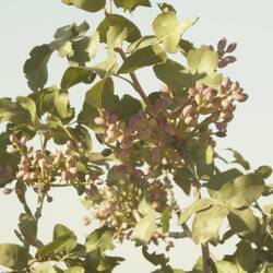 Pistachios
