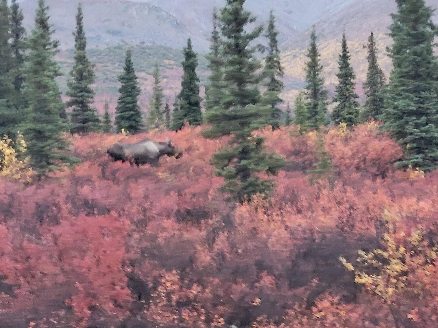 Female moose, early on in the bus tour