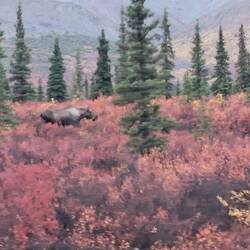 Female moose, early on in the bus tour