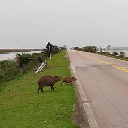 Familie Wasserschwein überquert die Straße