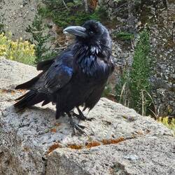 Raven...How they love to "talk"!!