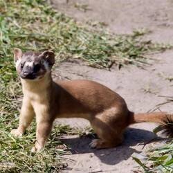 Black Tailed Weasel (not my pic)