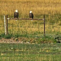 Bald Eagles