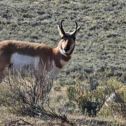 Pronghorn