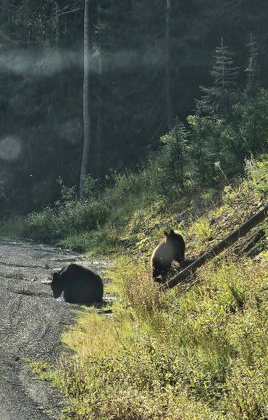 Grizzlies