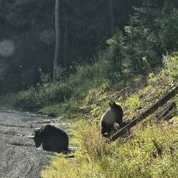 Grizzlies