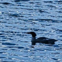 Merganser